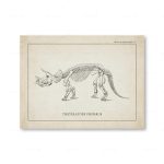 Gammal illustration av ett Triceratops Prorsus-skelett, en växtätande dinosaurie med tre horn, från en paleontologisk plansch.