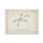 Illustration av en pterodactyl, ett förhistoriskt flygande reptil, som visar dess vingar, skelett och långsträckta huvud, i en vintage vetenskaplig teckningsstil.