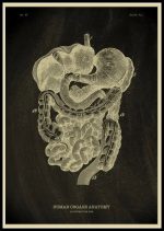 Huvud av mänsklig anatomi med matsmältningsorgan, gammaldags vetenskaplig illustration, svartvit gravyr, detaljerad studie av inre organ, använd för medicinsk undervisning.