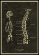 Anatomisk illustration av den mänskliga ryggraden med detaljer av kotorna och skallen, i vintage stil.