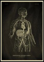 Anatomisk schema av det mänskliga cirkulationssystemet och hjärtat, som illustrerar blodkärlen och den interna strukturen av kroppen.