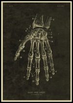 Gammaldags anatomisk illustration av handen och handleden, som visar benen och lederna i detalj, använd för studiet av den mänskliga benstrukturen.