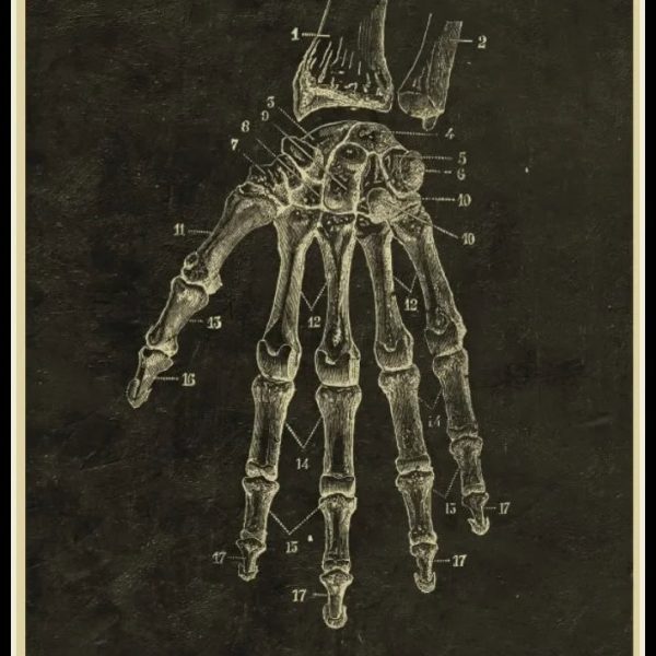 Gammaldags anatomisk illustration av handen och handleden, som visar benen och lederna i detalj, använd för studiet av den mänskliga benstrukturen.