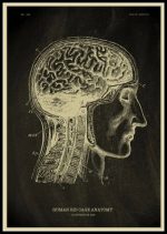 Anatomisk illustration av den mänskliga hjärnan och bröstkorgen, som visar den interna strukturen av hjärnan och ryggraden, idealisk för vetenskaplig dekoration.