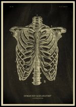 Detaljerad anatomisk illustration av den mänskliga bröstkorgen, som visar revbenen, ryggraden och benstrukturen för vetenskaplig och pedagogisk studie.