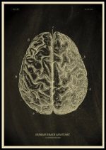 Mänsklig hjärna illustrerad med anatomiska detaljer, som visar de olika regionerna och deras organisation. Vetenskaplig illustration för dekoration eller studie inom neurovetenskap.