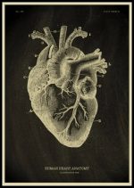 Mänskligt hjärta, detaljerad anatomisk illustration som visar de olika delarna av hjärtat, inklusive förmak, kammare, artärer och vener, för en exakt vetenskaplig förståelse.
