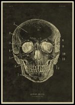 Huvud av mänskligt skelett med anatomiska anteckningar, illustrerat i vintage stil för vetenskaplig dekoration.