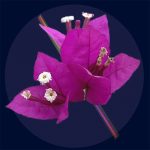 Rosa bougainvillea med detaljerade blommor och blad.