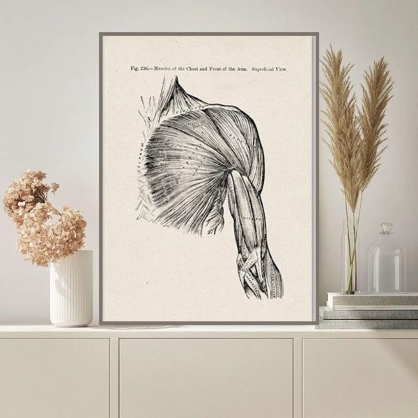 Muskelvävnad i axeln, detaljerad anatomisk illustration.