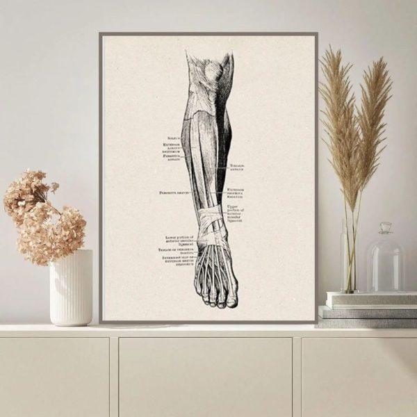Detaljerad anatomisk illustration av armen och handen, som visar muskler, senor och ben för en exakt vetenskaplig förståelse.