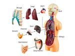 Anatomisk modell av människan med inre organ och skelett.
