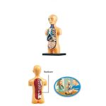 Anatomisk modell av människans huvud och torso, idealisk för undervisning i vetenskap och pedagogisk dekoration.