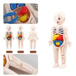 Anatomisk docka för barn med avtagbara organ, pedagogisk modell för att lära sig mänsklig biologi.