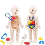 Anatomisk docka för barn med avtagbara inre organ för att lära sig biologi.