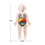 Anatomisk figur för barn som illustrerar skelettet och inre organ, idealisk för lekfullt lärande av biologi och anatomi.