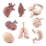 Anatomiska modeller av hjärta, lungor, tarmar, hjärna och mage för lärande och vetenskaplig dekoration.