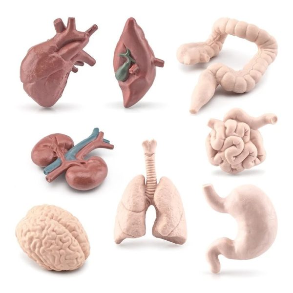 Anatomiska modeller av hjärta, lungor, tarmar, hjärna och mage för lärande och vetenskaplig dekoration.
