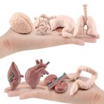 Anatomiska modeller av mänskliga organ för lärande och vetenskaplig dekoration, inklusive hjärna, lungor, hjärta, lever, njurar, mage och tarmar.