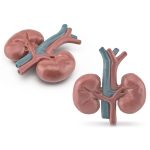 Anatomisk modell av njurar med blodkärl.