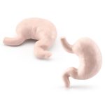 Plastmodell av människohjärnan för dekoration eller vetenskaplig studie, som illustrerar hjärnans komplexitet med exakta anatomiska detaljer.