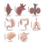 Realistiska anatomiska modeller för dekoration eller vetenskapligt lärande.