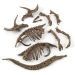 Fossiliserade dinosaurieben, inklusive skallar, revben och en svans, perfekta för vetenskaplig dekoration eller samling.