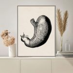 Vintage illustration av ett anatomiskt mänskligt hjärta, som visar de olika delarna och interna strukturerna, perfekt för vetenskaplig eller utbildningsinredning.