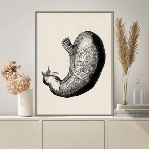 Vintage illustration av ett anatomiskt mänskligt hjärta, som visar de olika delarna och interna strukturerna, perfekt för vetenskaplig eller utbildningsinredning.
