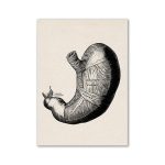 Illustration av en gammal mänsklig mage med anatomiska detaljer, som visar den interna strukturen och de olika delarna av matsmältningssystemet.