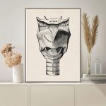Anatomisk illustration av sköldkörteln med dess olika delar, perfekt för vetenskaplig eller utbildningsinredning.