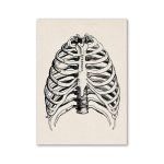 Vintage illustration av den mänskliga bröstkorgen med revben, bröstben och kotor, i svartvitt vetenskapligt stil, perfekt för dekoration eller anatomisk studie.
