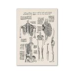 Gammal anatomisk illustration som visar det mänskliga skelettet, med detaljer om bröstkorgens, bäckenets och lemmarnas ben, åtföljd av handskrivna anteckningar på italienska.