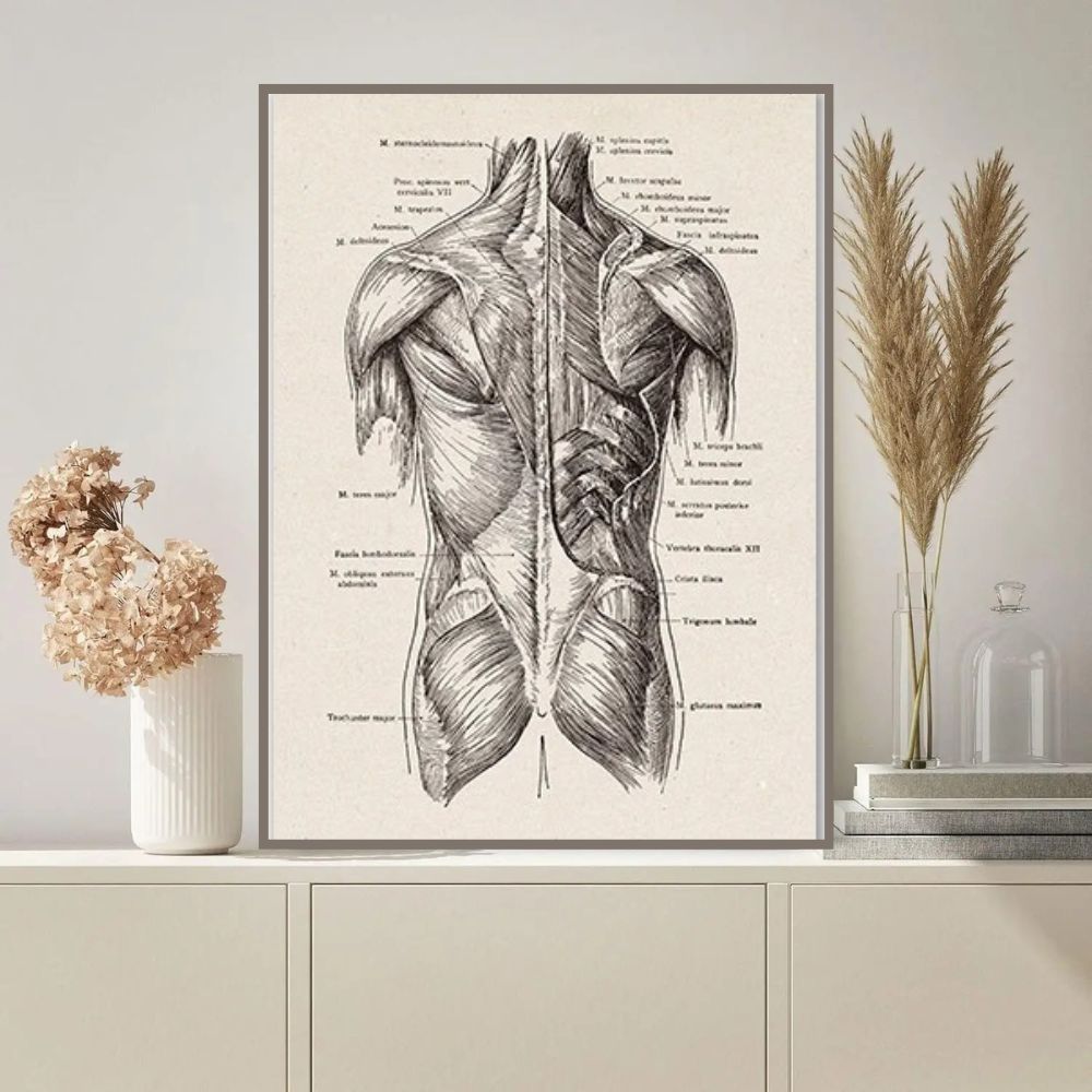 Detaljerad anatomisk illustration av den mänskliga hjärnan med anteckningar.