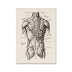 Detaljerad anatomisk illustration av de mänskliga rygg- och axelmusklerna, som visar muskelstrukturen i bakvy för vetenskaplig och utbildande studie.