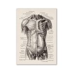 Anatomisk illustration av den mänskliga hjärnan som visar olika områden och hjärnstrukturer, med etiketter för bättre förståelse.