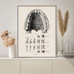 Detaljerad anatomisk illustration av den mänskliga munnen, som visar placeringen av tänder, tandkött och gom, perfekt för utbildning eller vetenskaplig inredning.