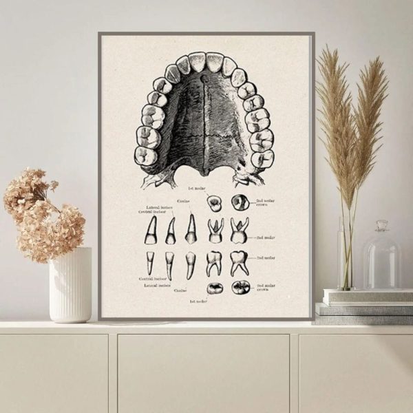 Detaljerad anatomisk illustration av den mänskliga munnen, som visar placeringen av tänder, tandkött och gom, perfekt för utbildning eller vetenskaplig inredning.