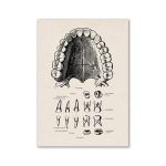 Anatomisk ritning som illustrerar strukturen av mänskliga tänder, inklusive framtänder, hörntänder, premolarer och molarer, med detaljer om deras position och form.