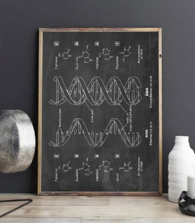 Utbildningsskylt som illustrerar DNA-strukturen, inklusive kvävebaser och dubbelhelix.