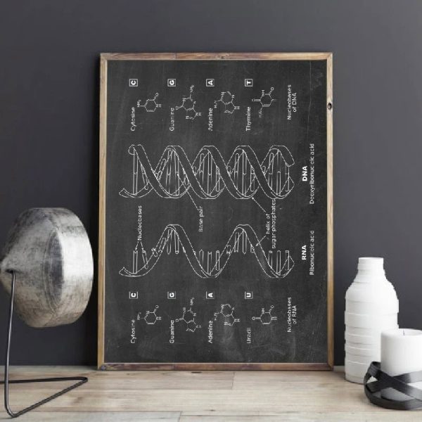 Utbildningsskylt som illustrerar DNA-strukturen, inklusive kvävebaser och dubbelhelix.
