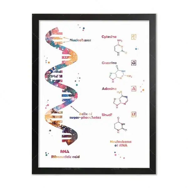 Panel som illustrerar DNA-strukturen med dess kemiska komponenter och nukleotider, presenterad i en elegant ram för vetenskaplig dekoration.