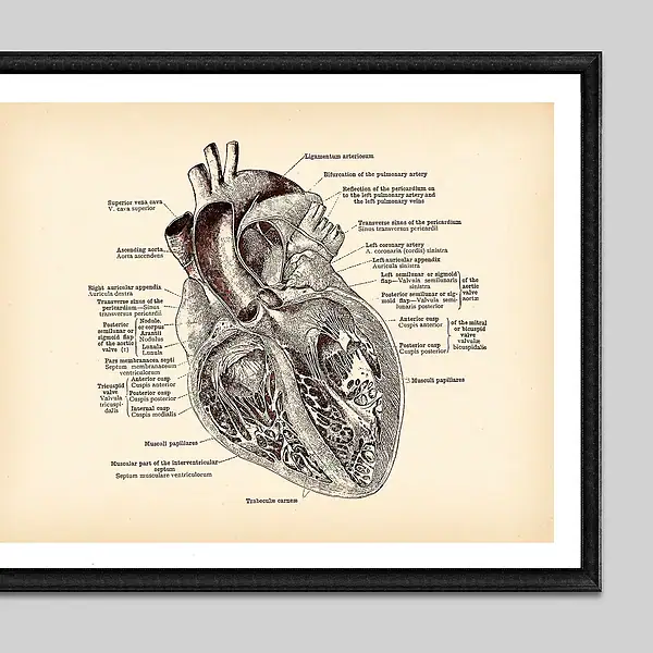 Vintage anatomisk illustration av det mänskliga hjärtat med detaljerade anteckningar, idealisk för vetenskaplig eller utbildningsinredning.