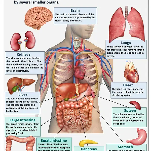 Illustration av människans anatomi som visar de viktigaste vitala organen, inklusive hjärna, hjärta, lungor, lever, tarmar, bukspottkörtel och andra, för pedagogisk förståelse.