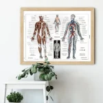 Detaljerad anatomisk illustration av den mänskliga kroppen med muskler, ben och cirkulations- och nervsystem, idealisk för medicinsk lärande och utbildningsdekoration.