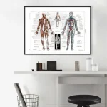 Anatomisk illustration av den mänskliga hjärnan och nervsystemet, som visar hjärnstrukturer och nervsystemet i detalj, idealisk för vetenskaplig dekoration.
