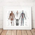 Detaljerad illustration av den mänskliga kroppen som visar muskler, skelett och det cirkulatoriska systemet, idealisk för anatomisk lärande och vetenskaplig dekoration.