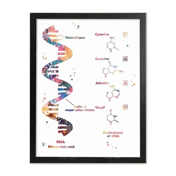Panel som illustrerar DNA-strukturen med dess nukleotidbaser och associerade molekyler, presenterad i en elegant ram för vetenskaplig dekoration.