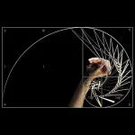 Illustration av Fibonacci-spiralen och en fraktal, som visar linjer och matematiska kurvor på en svart bakgrund, med en hand som håller ett ritverktyg.