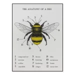 Schema som illustrerar de olika delarna av insekten, med etiketter på franska.